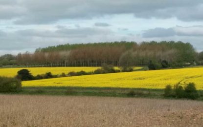 rapeseed-field-in-rural-england-415×260